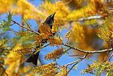 Spangled Drongo